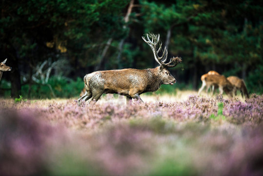 Red deer with dirty antlers walking in heath field. National Par