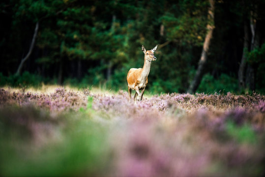 Fototapeta Solitary red deer doe in heath field near forest. National Park