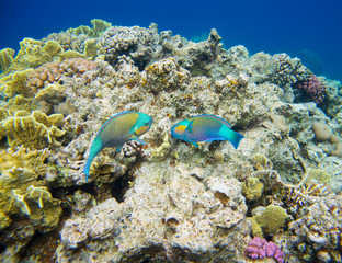 beautiful and diverse coral reef with fish of the red sea in Egypt, shooting under water