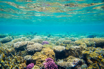 Naklejka premium beautiful and diverse coral reef with fish of the red sea in Egypt, shooting under water