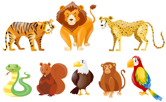 Set of different wild animals