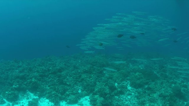 School of Barracudas on a coral reef.  Light reflections, sunrays 4k footage