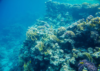 Plakat beautiful and diverse coral reef with fish of the red sea in Egypt, shooting under water