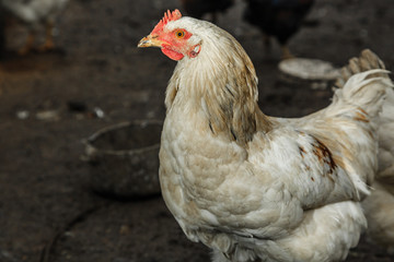 Курицы и петухи на подворье