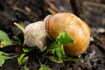 Snail crawling on the grass around the grass, wet weather. Snail