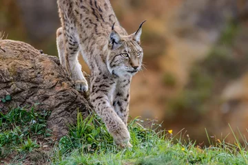 Tuinposter Hunter lynx © Joe McUbed