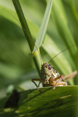 Grasshopper