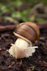 Snail crawling on the grass around the grass, wet weather. Snail