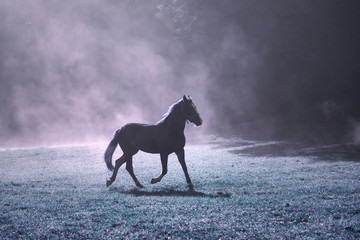 Fantasy morning sunlight meadow with brown horse and purple colored fog.
