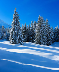 Tief verschneite unberührte Winterlandschaft in den Bayerischen Alpen, schneebedeckte Tannen, funkelnde Schneekristalle im Sonnenlicht
