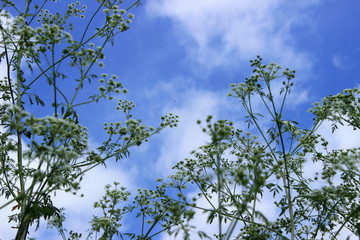 The plant hemlock Umbelliferae. Blossoming small white flowers o