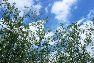 The plant hemlock Umbelliferae. Blossoming small white flowers o