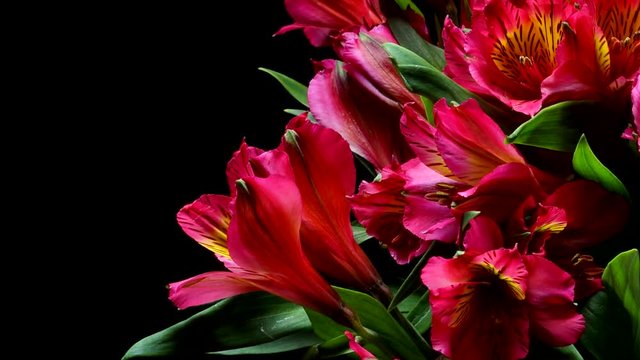 Time-lapse of pink and yellow Alstroemeria flowers blooming. Studio shot over black.