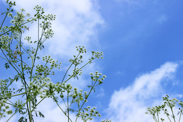 The plant hemlock Umbelliferae. Blossoming small white flowers o