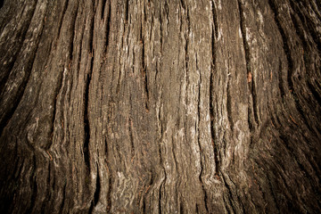 Old tree trunk as background with vignette