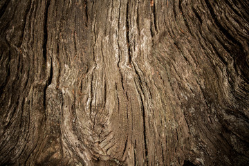 Old tree trunk as background with vignette