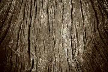 Old tree trunk as background with vignette