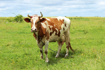 Fototapeta na wymiar Cow in the pasture. Cow standing on the grass on a background of