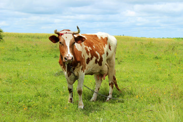 Obraz premium Cow in the pasture. Cow standing on the grass on a background of