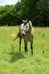 Fototapeta premium A horse in the pasture. A brown horse standing on a grass on a b
