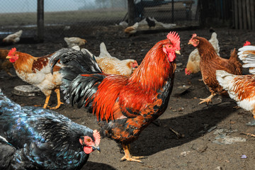 Петухи и куры на домашнем подворье