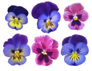 Foto op Plexiglas Set viooltjes op een witte achtergrond. © Ollga P