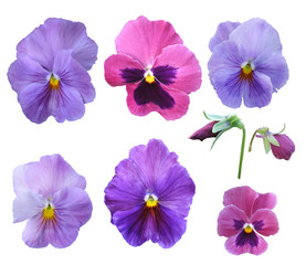 Set of pansies on a white background.