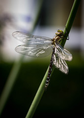 Libelle