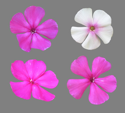 Fototapeta Set phlox flowers on a gray background.