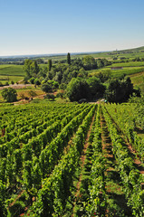 Andlau - vigneti sulla strada del vino, France, Alsazia