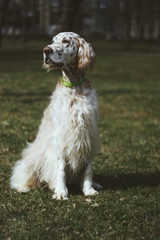 Pure breed English setter with orange spots sitting in the city park on dark autumn background in...