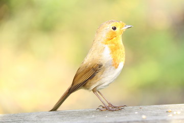 Obraz premium robin