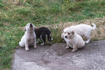 The puppies and their parents.
