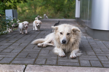 The puppies and their parents.   © kamira