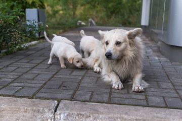 The puppies and their parents.
