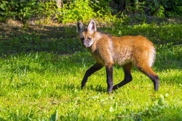 Young Maned Wolf