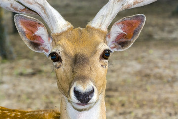 Portrait of an almost extinct deer species