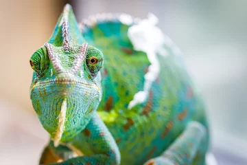 Foto op Plexiglas Chameleon Macro Reptiel 2 (Ogen scheef) © Planet Unicorn