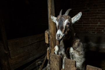 Серая коза в загоне