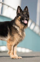 German Shepherd, Dogs