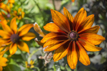 Orange Rudbeckia hirta aka Black Eyed Susan flower close up