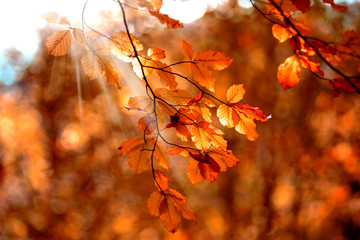 Fall Background with Autumn Maple Leaves