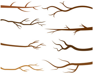 Brown tree branches without leaves