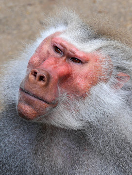 Pavian-M&auml;nnchen