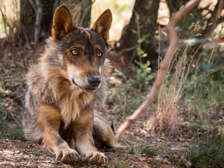Iberian wolf lying down in the forest