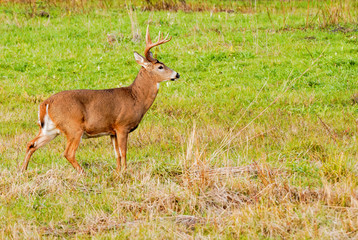 Whitetail Deer Buck