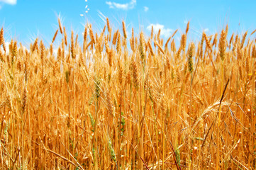 Field of ripe wheat