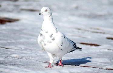 Pigeons in nature