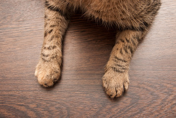 Two Cat's paws on floor