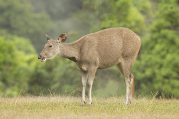 Deer standing after rain stop